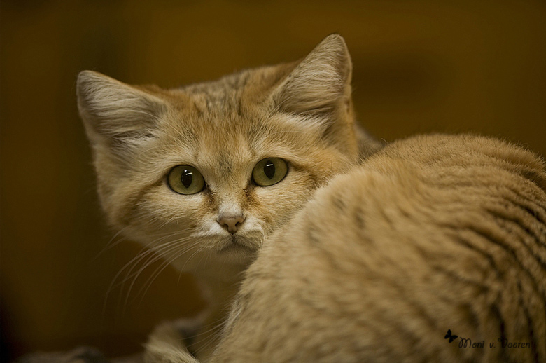 Sandkatze im Wuppertaler Zoo (Foto Moni von Vooren)