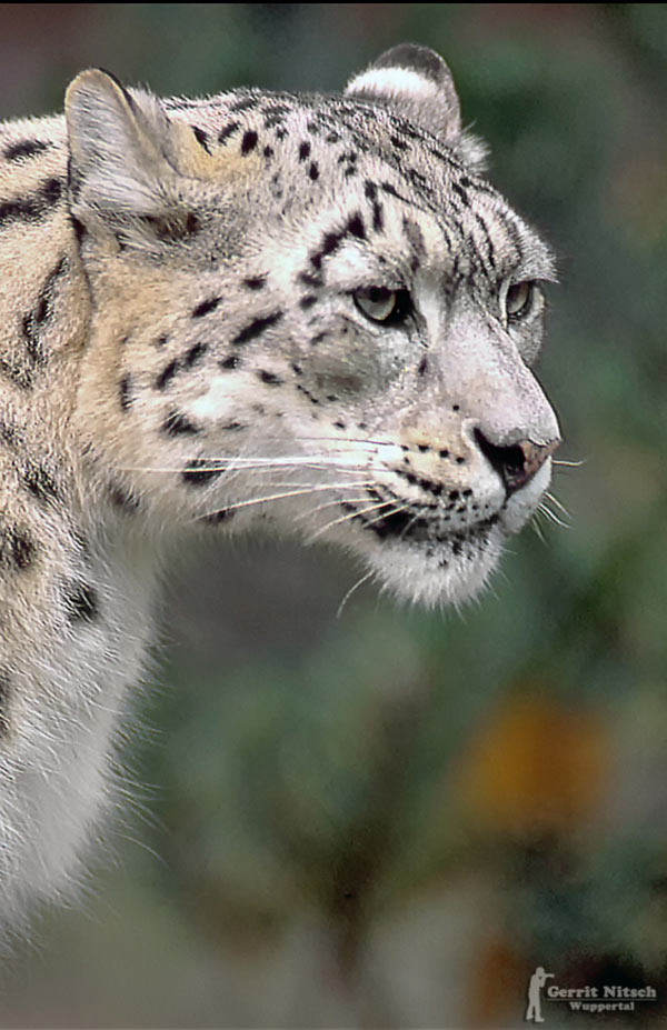 Schneeleopard Kaschmir 1988 im Zoologischen Garten Wuppertal (Foto Gerrit Nitsch)