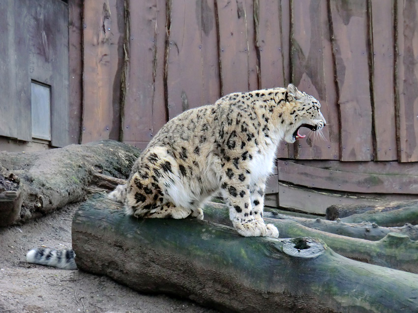 Schneeleopard im Zoo Wuppertal am 14. Januar 2012