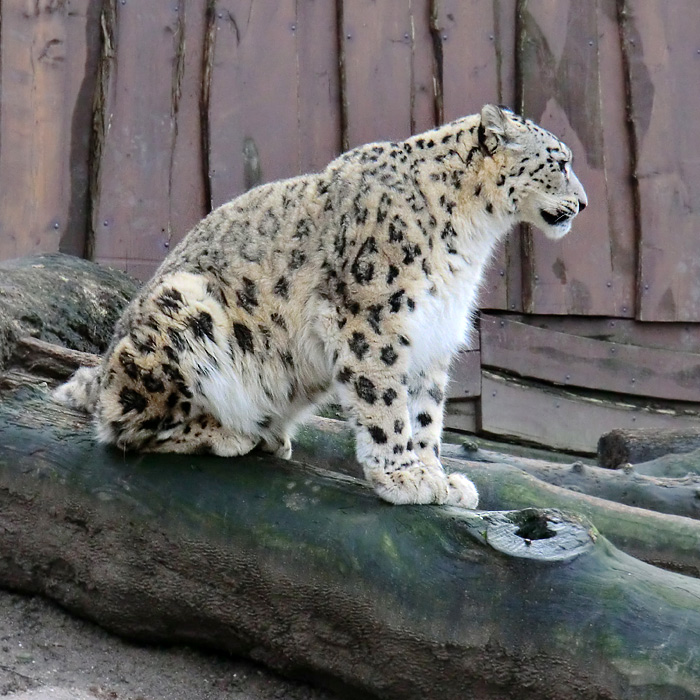 Schneeleopard im Wuppertaler Zoo am 14. Januar 2012