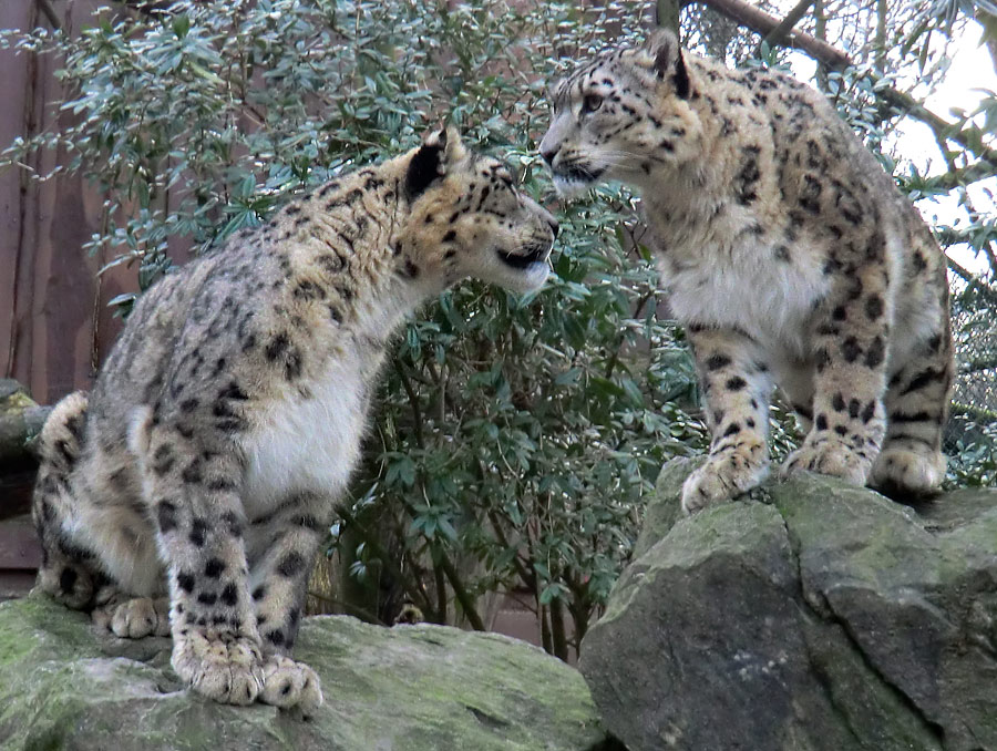 Schneeleoparden im Zoologischen Garten Wuppertal am 14. Januar 2012