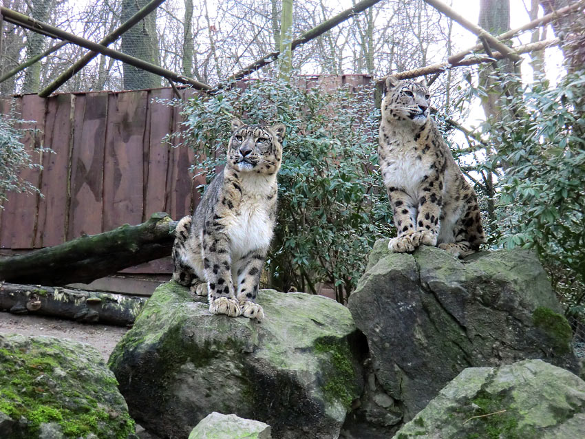 Schneeleoparden im Wuppertaler Zoo am 14. Januar 2012