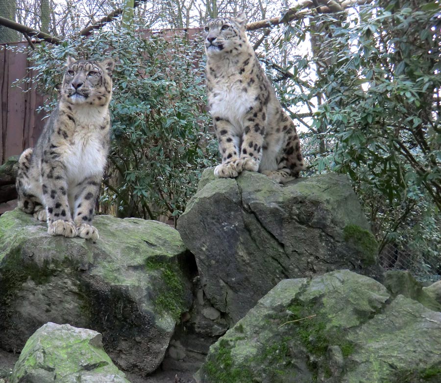 Schneeleoparden im Zoo Wuppertal am 14. Januar 2012