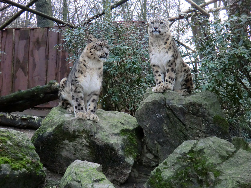 Schneeleoparden im Zoologischen Garten Wuppertal am 14. Januar 2012