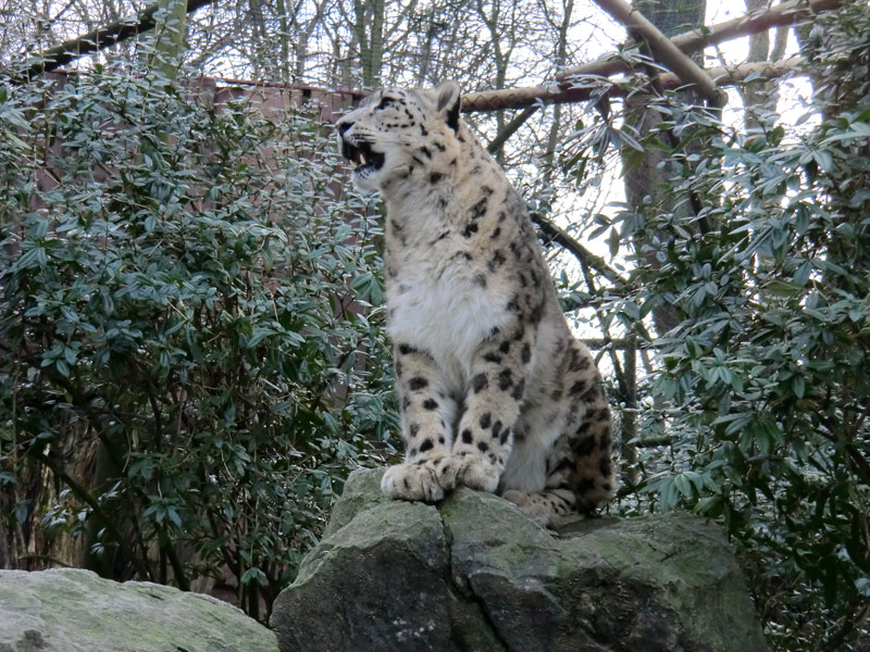 Schneeleopard im Wuppertaler Zoo am 14. Januar 2012