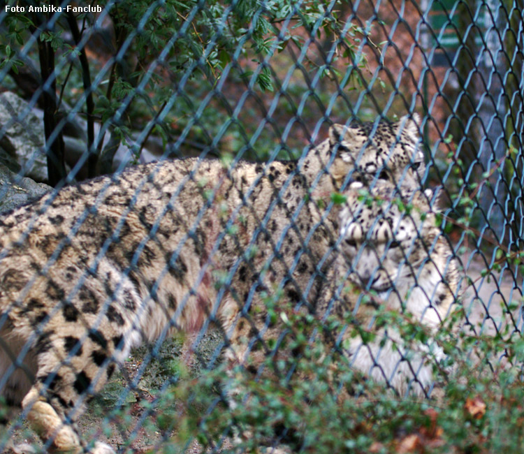 Schneeleoparden im Zoo Wuppertal am 22. Januar 2012 (Foto Ambika-Fanclub)