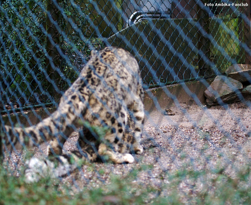 Paarung der Schneeleoparden im Zoologischen Garten Wuppertal am 22. Januar 2012 (Foto Ambika-Fanclub)