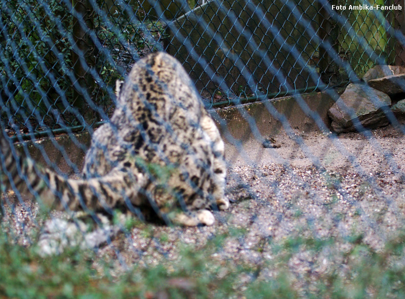 Paarung der Schneeleoparden im Wuppertaler Zoo am 22. Januar 2012 (Foto Ambika-Fanclub)