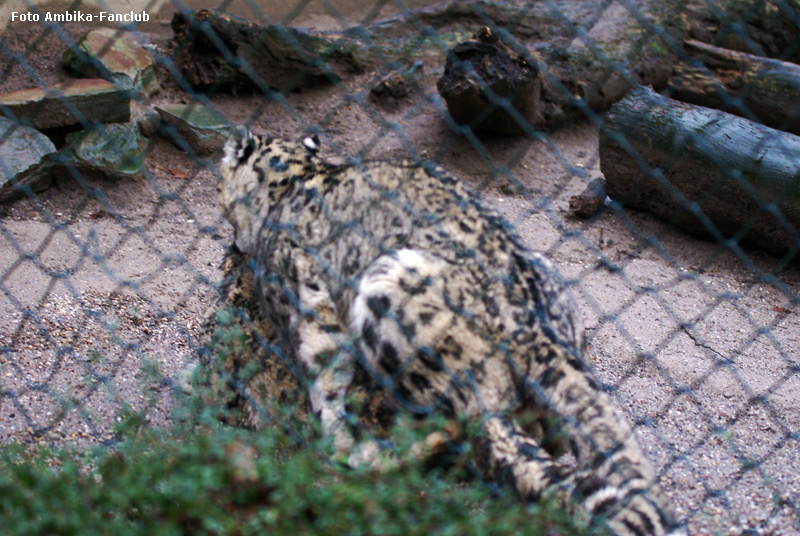 Paarung der Schneeleoparden im Zoo Wuppertal am 22. Januar 2012 (Foto Ambika-Fanclub)