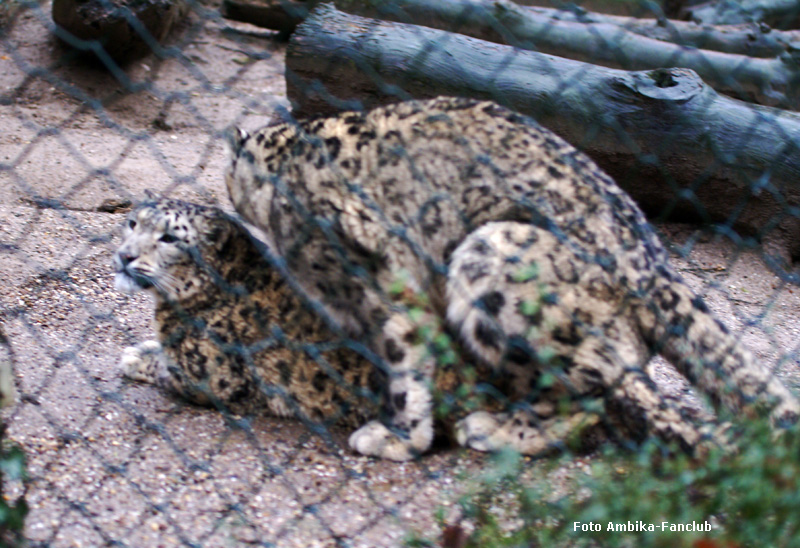 Paarung der Schneeleoparden im Zoologischen Garten Wuppertal am 22. Januar 2012 (Foto Ambika-Fanclub)