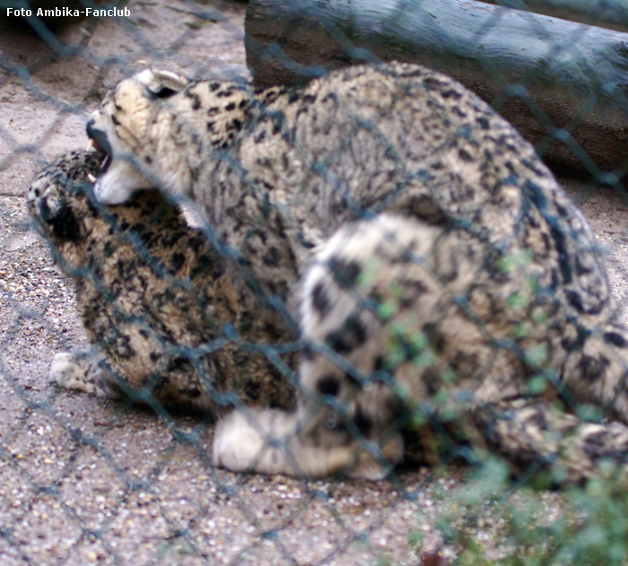 Schneeleoparden im Wuppertaler Zoo am 22. Januar 2012 (Foto Ambika-Fanclub)