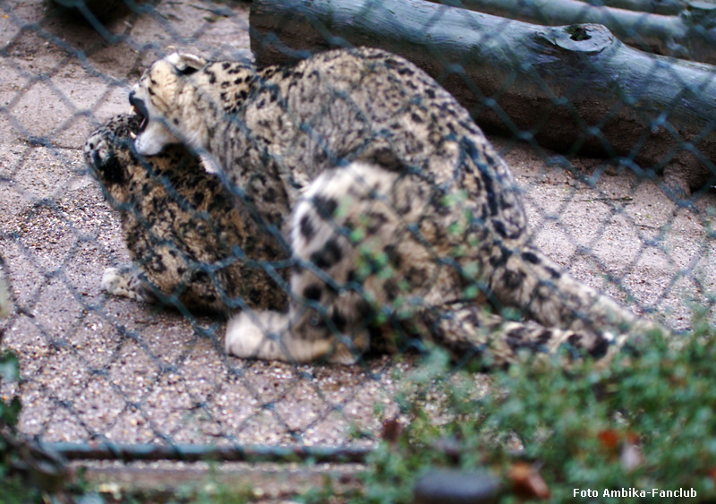 Paarung der Schneeleoparden im Wuppertaler Zoo am 22. Januar 2012 (Foto Ambika-Fanclub)