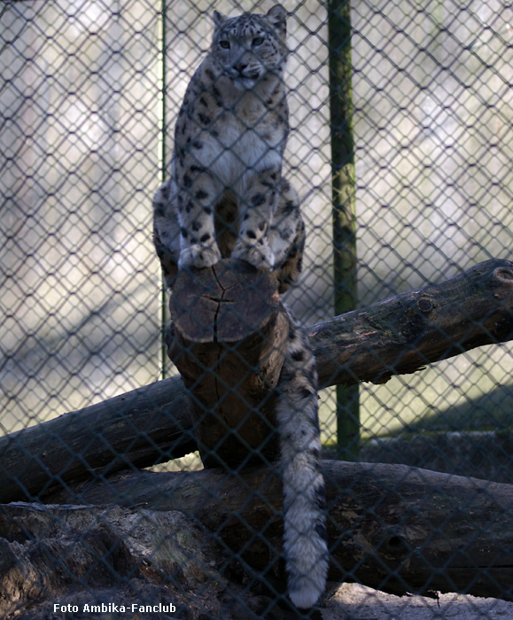 Schneeleopard im Zoologischen Garten Wuppertal am 12. Februar 2012 (Foto Ambika-Fanclub)