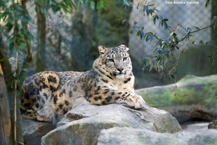 Schneeleopard im Wuppertaler Zoo am 12. Februar 2012 (Foto Ambika-Fanclub)