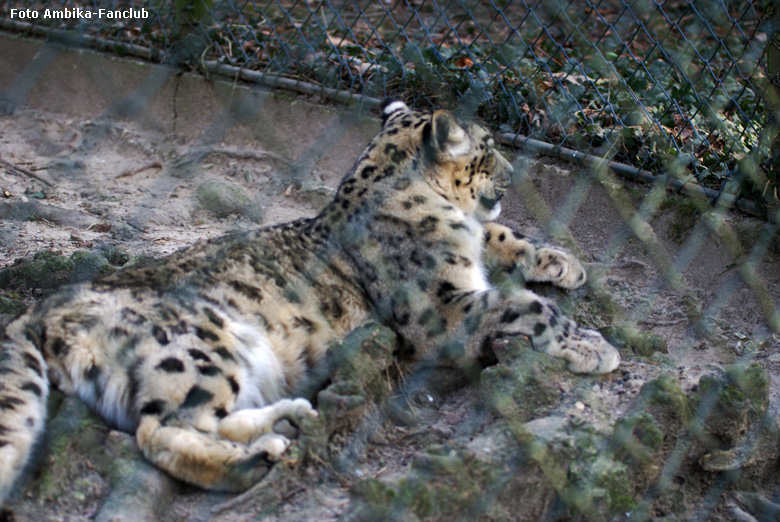 Schneeleopard im Zoo Wuppertal am 12. Februar 2012 (Foto Ambika-Fanclub)