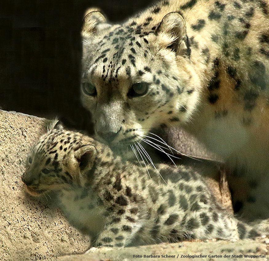 Schneeleopard im Zoo Wuppertal am 14. Juni 2012 (Foto Barbara Scheer - Zoologischer Garten der Stadt Wuppertal)