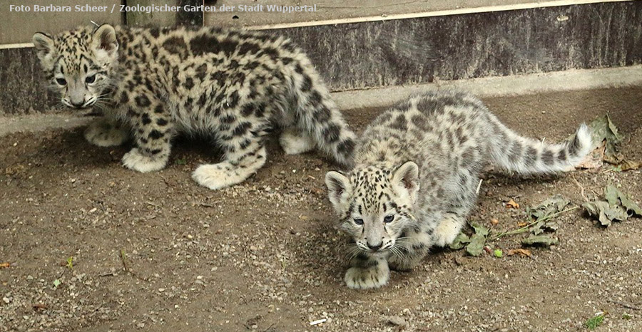 Schneeleopard im Wuppertaler Zoo am 1. Juli 2012 (Foto Barbara Scheer - Zoologischer Garten der Stadt Wuppertal)