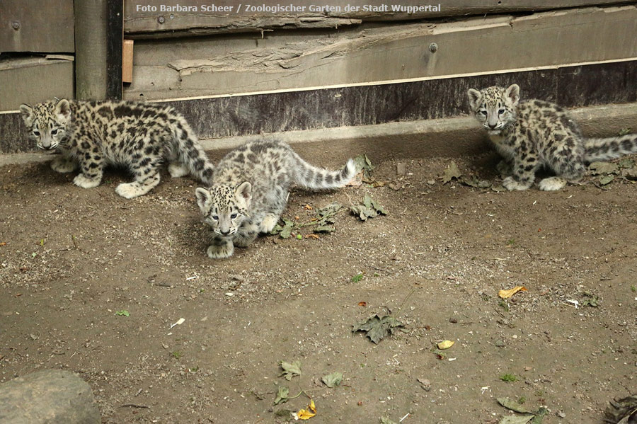 Schneeleopard im Zoologischen Garten Wuppertal am 1. Juli 2012 (Foto Barbara Scheer - Zoologischer Garten der Stadt Wuppertal)