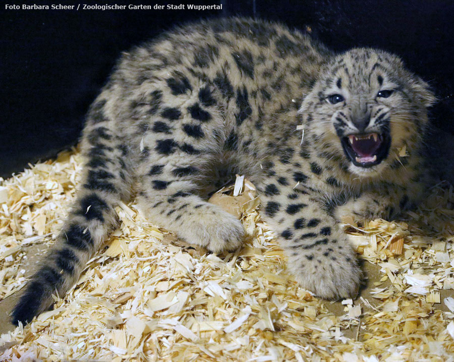 Schneeleopard im Wuppertaler Zoo am 17. Juli 2012 (Foto Barbara Scheer - Zoologischer Garten der Stadt Wuppertal)