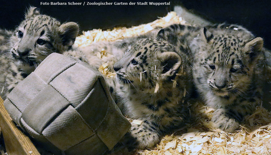 Schneeleopard im Zoo Wuppertal am 17. Juli 2012 (Foto Barbara Scheer - Zoologischer Garten der Stadt Wuppertal)