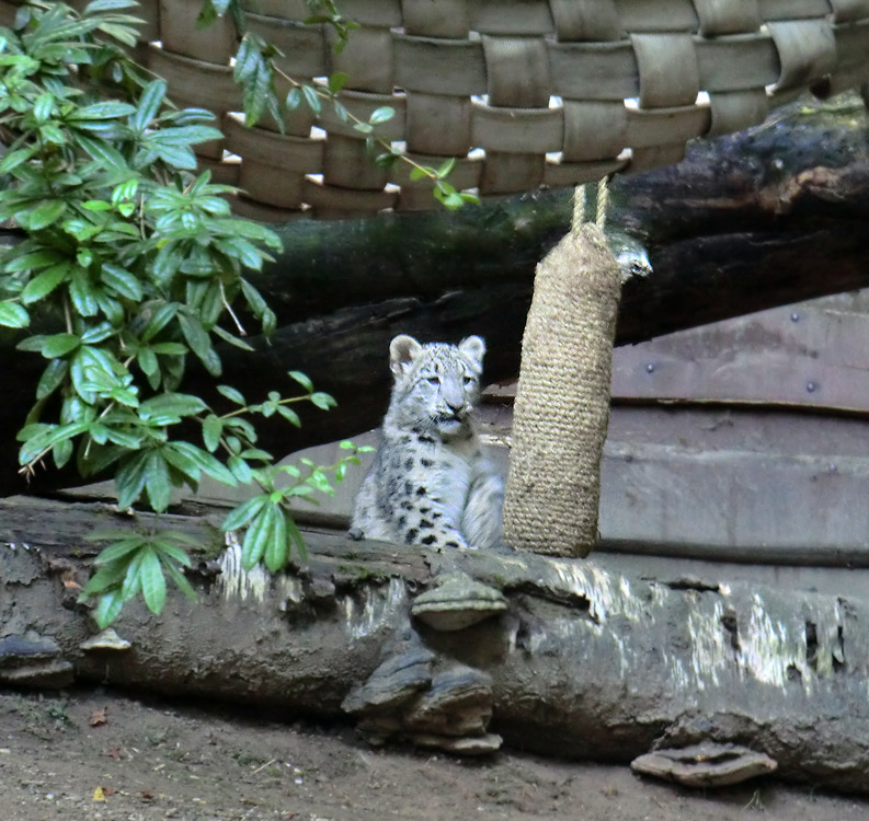 Schneeleoparden-Jungtier im Wuppertaler Zoo am 16. September 2012