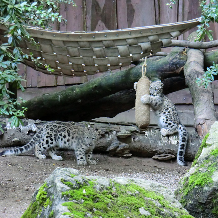 Schneeleoparden-Jungtiere im Wuppertaler Zoo am 16. September 2012