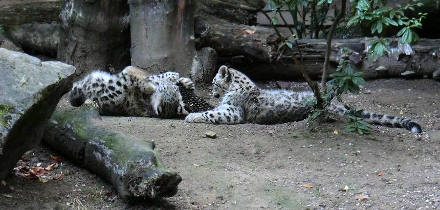 Schneeleoparden-Jungtiere im Zoologischen Garten Wuppertal am 16. September 2012