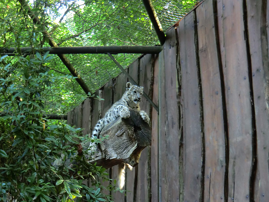 Schneeleoparden-Jungtier im Wuppertaler Zoo am 16. September 2012