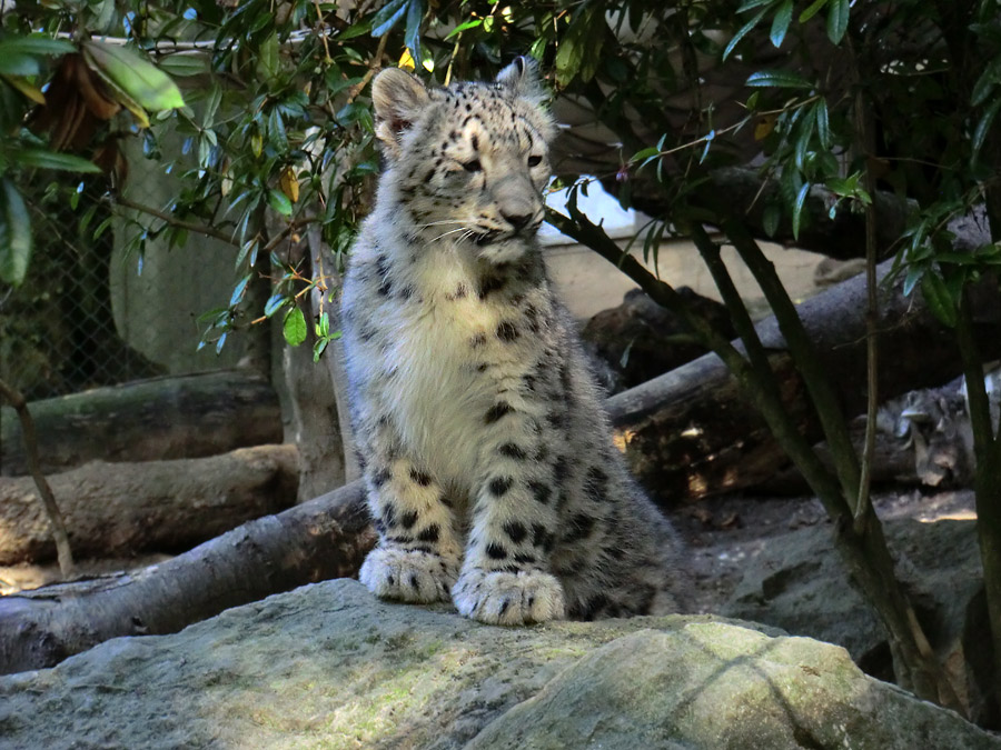 Schneeleoparden-Jungtier im Zoo Wuppertal am 1. Oktober 2012