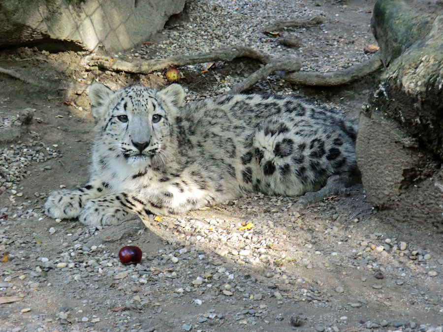 Schneeleoparden-Jungtier im Wuppertaler Zoo am 1. Oktober 2012