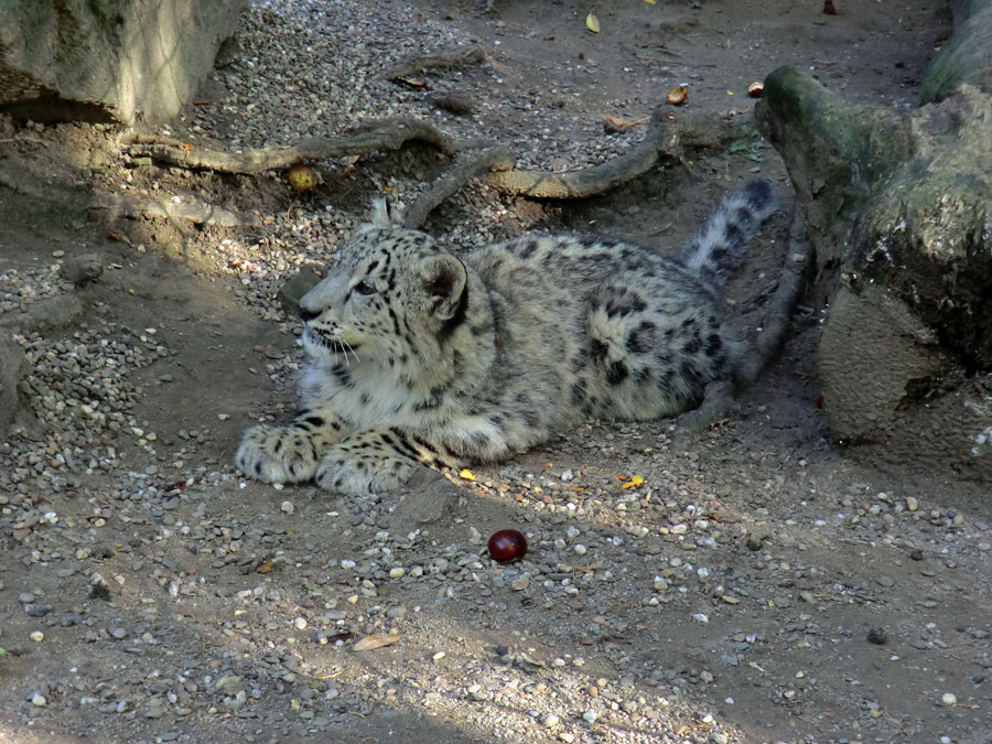 Schneeleoparden-Jungtier im Zoo Wuppertal am 1. Oktober 2012