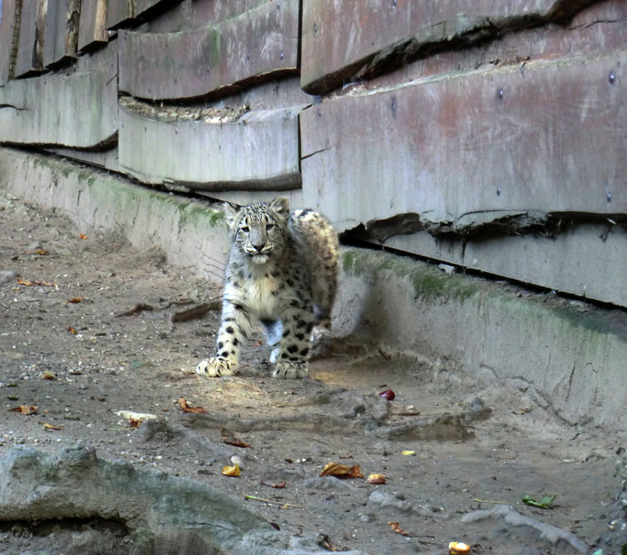 Schneeleoparden-Jungtier im Zoologischen Garten Wuppertal am 1. Oktober 2012