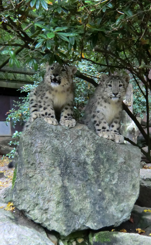 Schneeleoparden-Jungtiere im Wuppertaler Zoo am 13. Oktober 2012