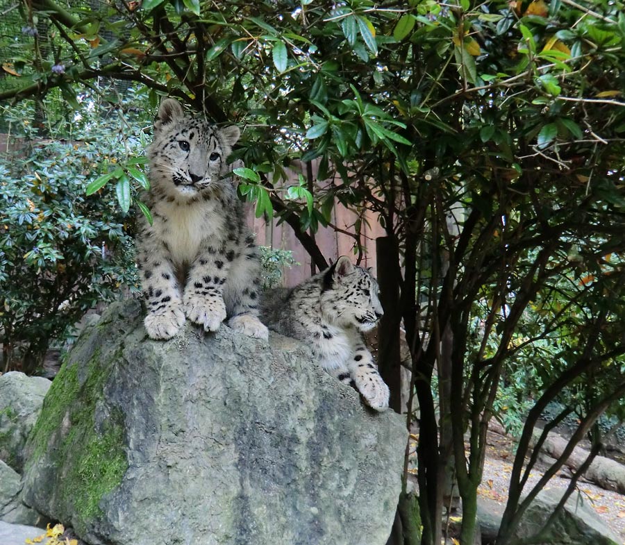 Schneeleoparden-Jungtiere im Zoo Wuppertal am 13. Oktober 2012