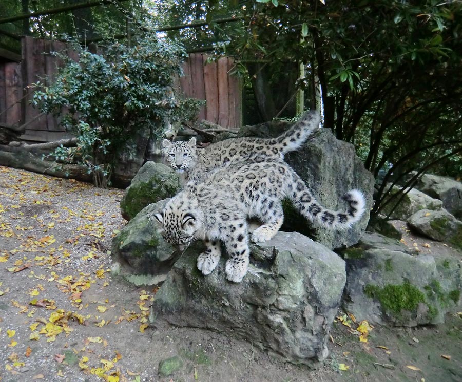 Schneeleoparden-Jungtiere im Wuppertaler Zoo am 13. Oktober 2012