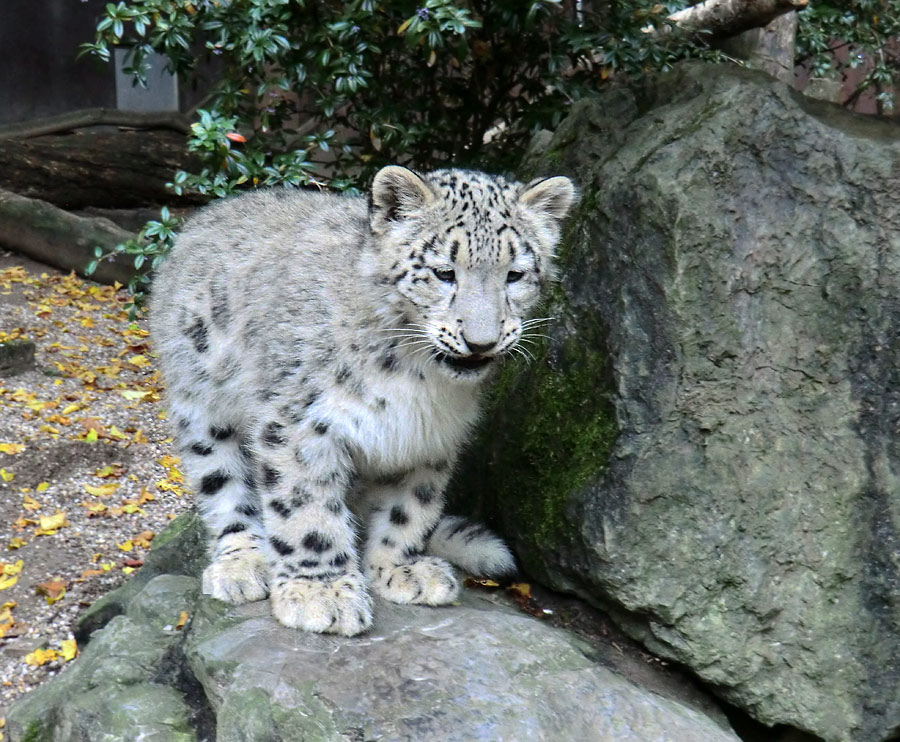 Schneeleoparden-Jungtier im Zoo Wuppertal am 13. Oktober 2012