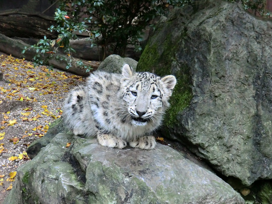 Schneeleoparden-Jungtier im Zoologischen Garten Wuppertal am 13. Oktober 2012