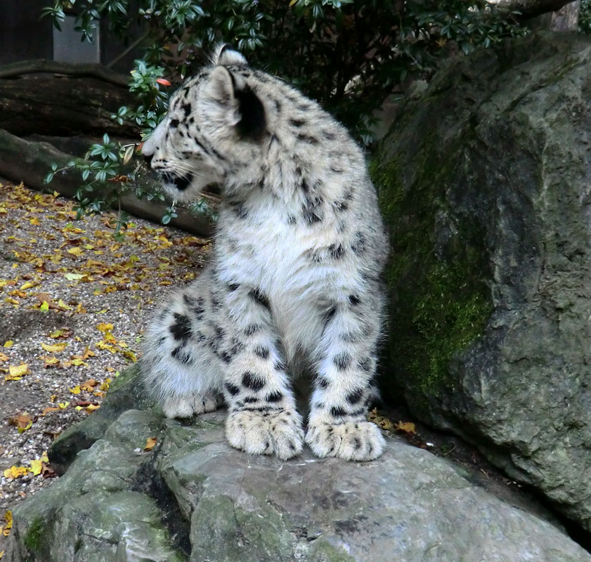 Schneeleoparden-Jungtier im Wuppertaler Zoo am 13. Oktober 2012