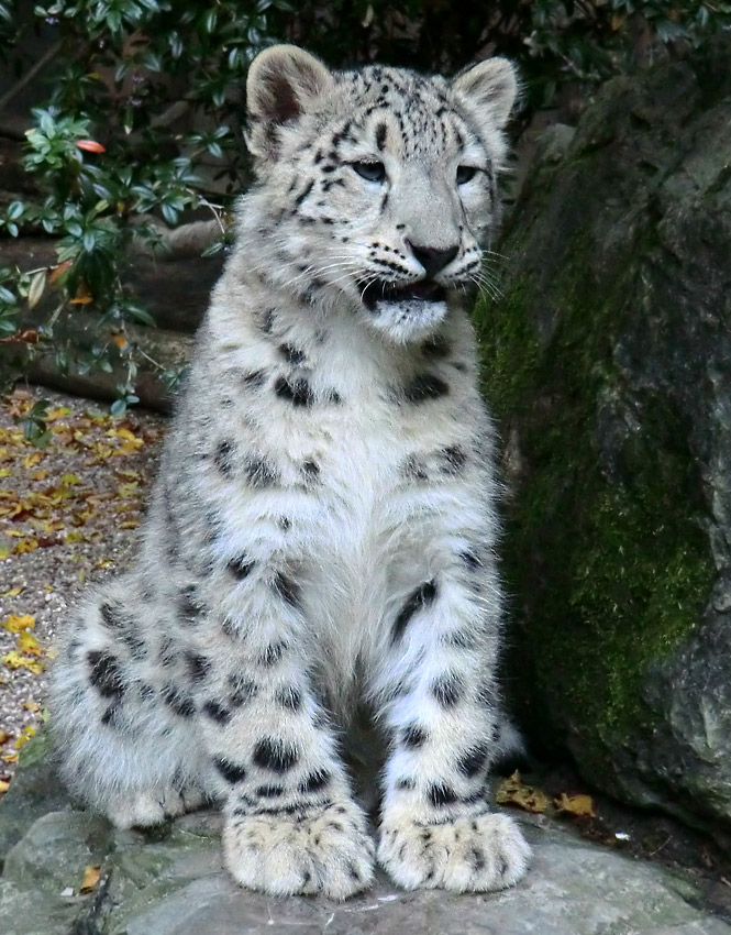 Schneeleoparden-Jungtier im Zoo Wuppertal am 13. Oktober 2012