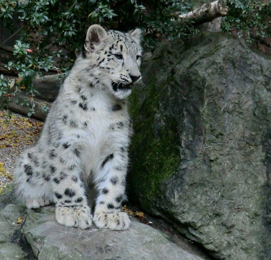 Schneeleoparden-Jungtier im Zoologischen Garten Wuppertal am 13. Oktober 2012