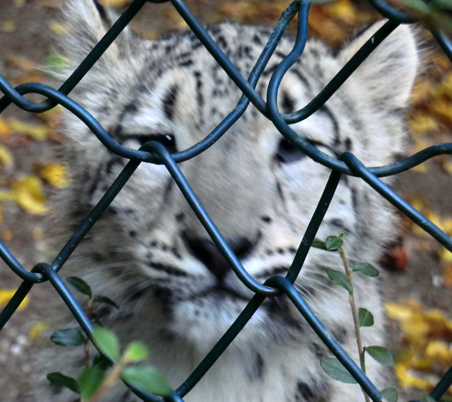 Schneeleoparden-Jungtier im Zoo Wuppertal am 13. Oktober 2012