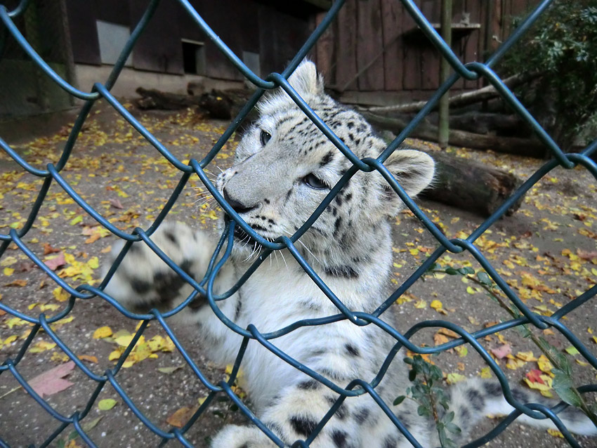 Schneeleoparden-Jungtier im Zoologischen Garten Wuppertal am 13. Oktober 2012