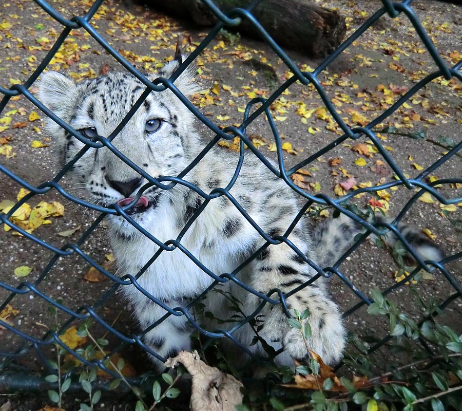 Schneeleoparden-Jungtier im Wuppertaler Zoo am 13. Oktober 2012