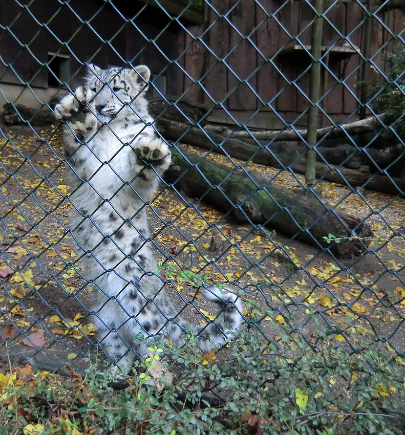 Schneeleoparden-Jungtier im Zoologischen Garten Wuppertal am 13. Oktober 2012