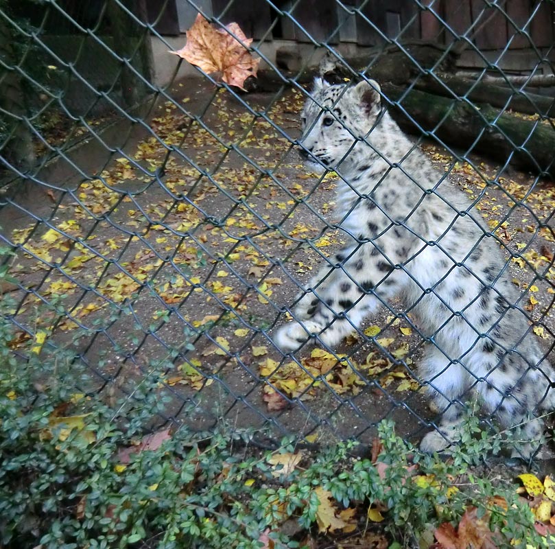 Schneeleoparden-Jungtier im Wuppertaler Zoo am 13. Oktober 2012