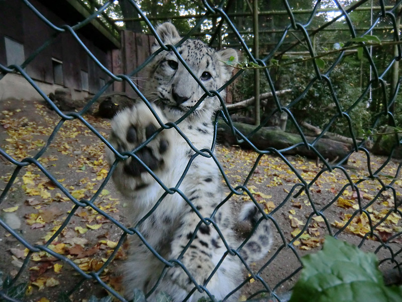 Schneeleoparden-Jungtier im Zoologischen Garten Wuppertal am 13. Oktober 2012