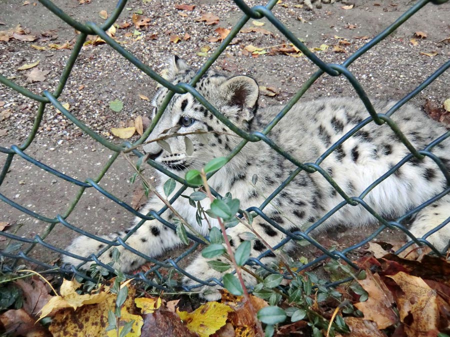 Schneeleoparden-Jungtier im Zoo Wuppertal am 4. November 2012