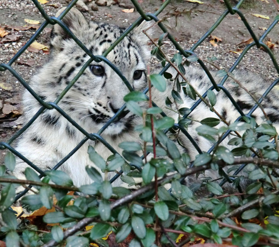 Schneeleoparden-Jungtier im Wuppertaler Zoo am 4. November 2012