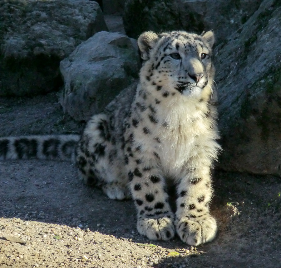 Schneeleoparden-Jungtier im Zoologischen Garten Wuppertal im Januar 2013