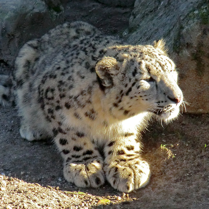 Schneeleoparden-Jungtier im Wuppertaler Zoo im Januar 2013